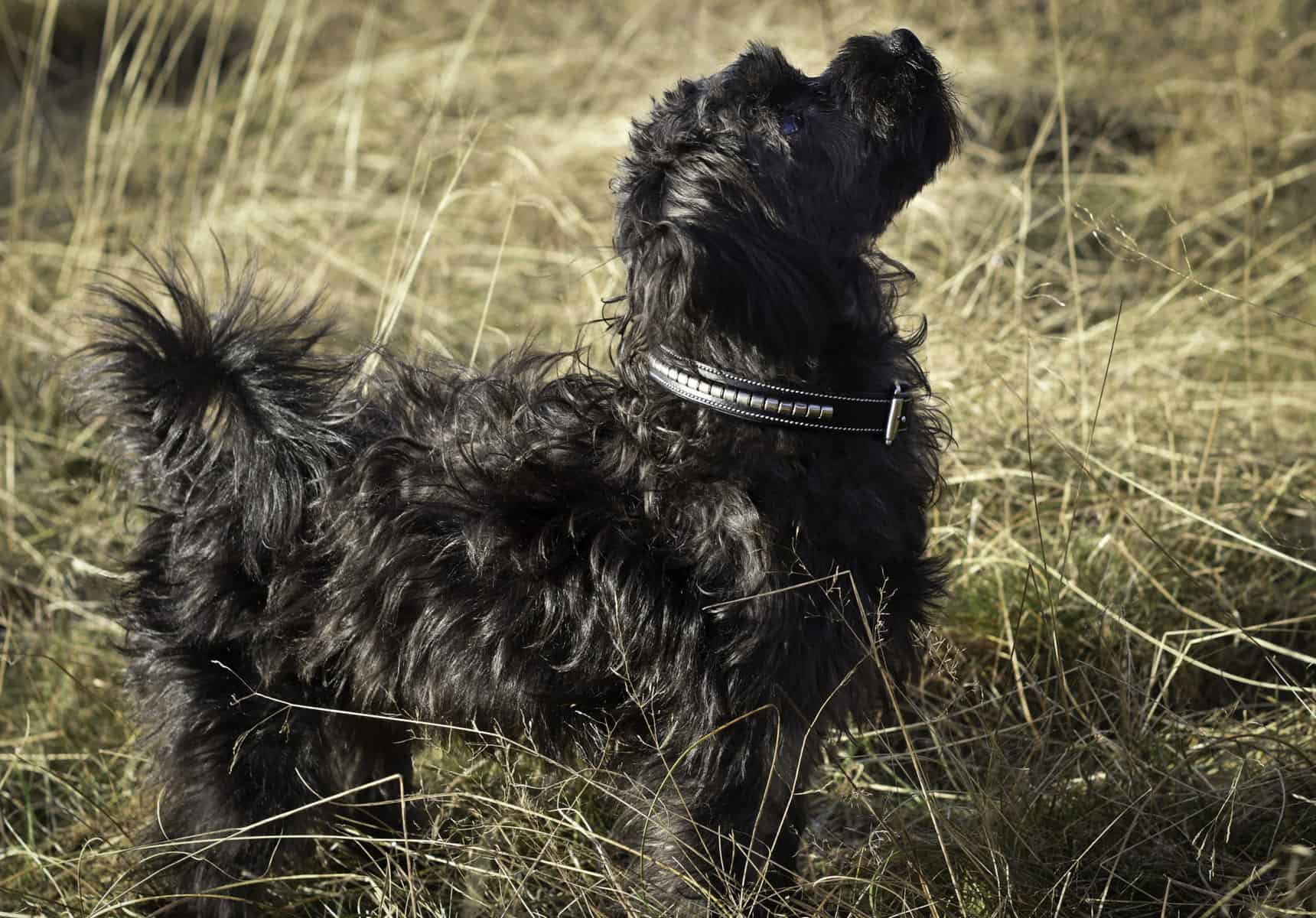 Premium dog collar in natural tanned leather and classic clincher